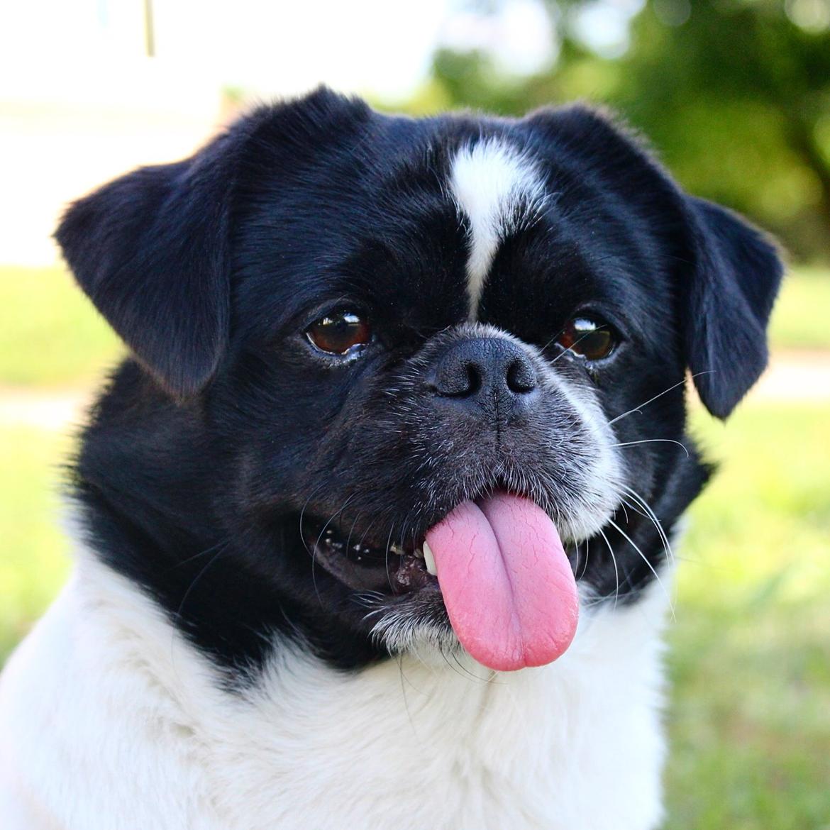 Blanding af racer Bertha billede 4