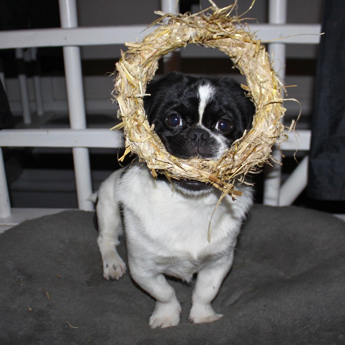 Blanding af racer Bertha - Hun stjal en halmkrans :) billede 46