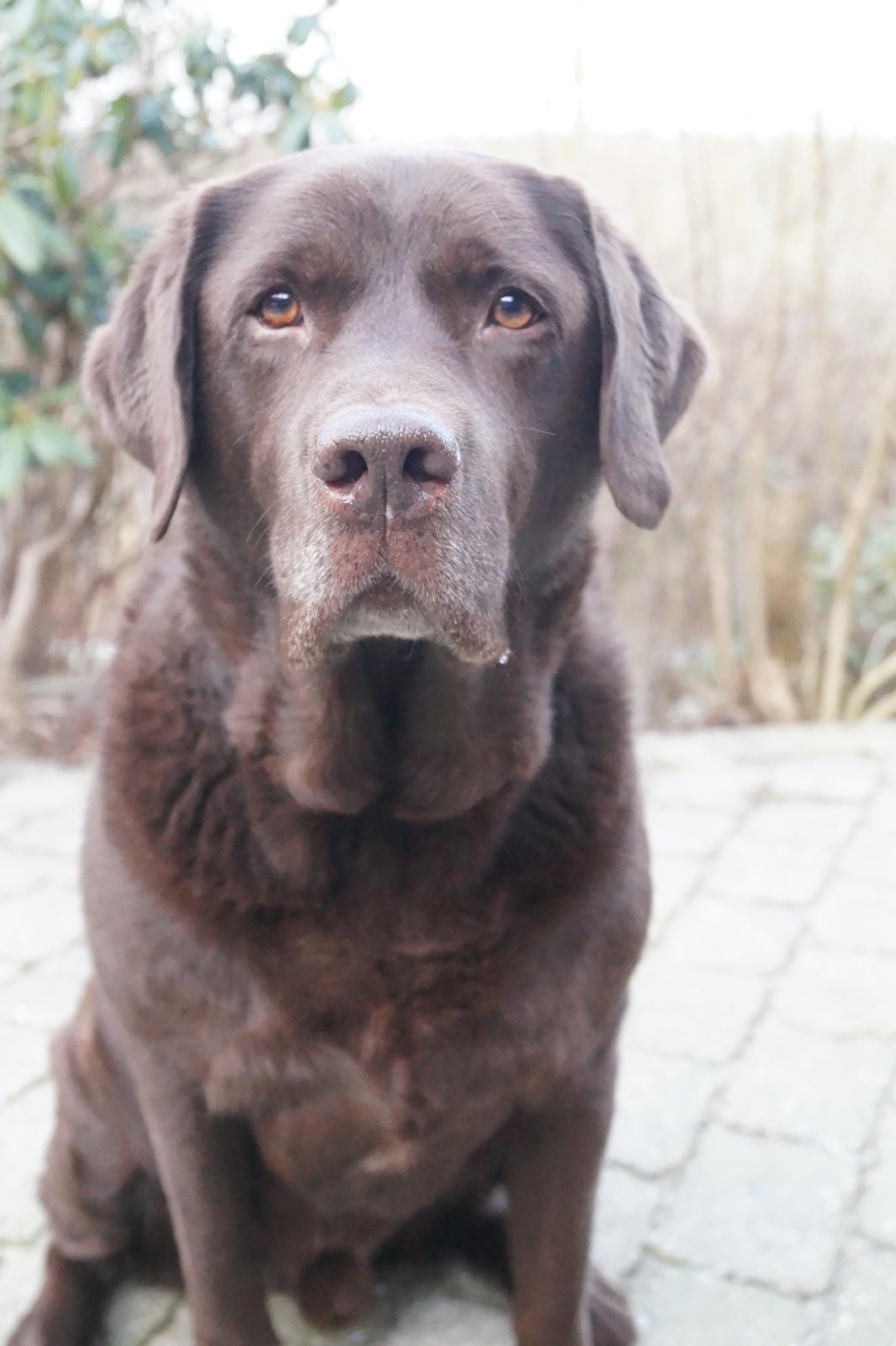 Labrador retriever Louie - Marts 2015 billede 37