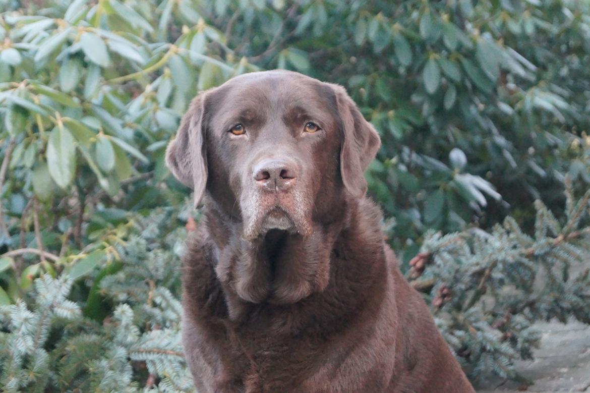 Labrador retriever Louie - Marts 2015 billede 39