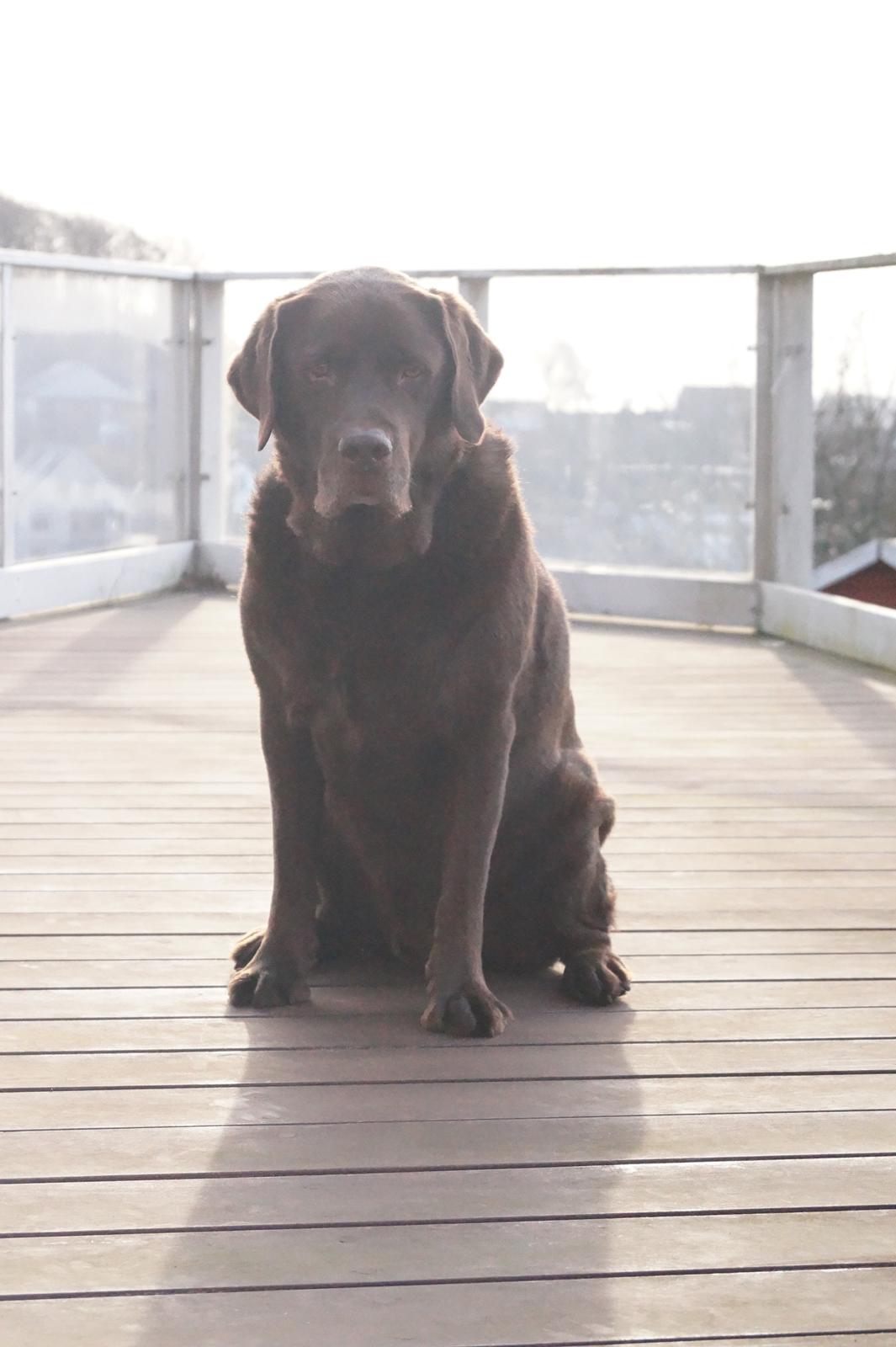 Labrador retriever Louie - Marts 2015 billede 40