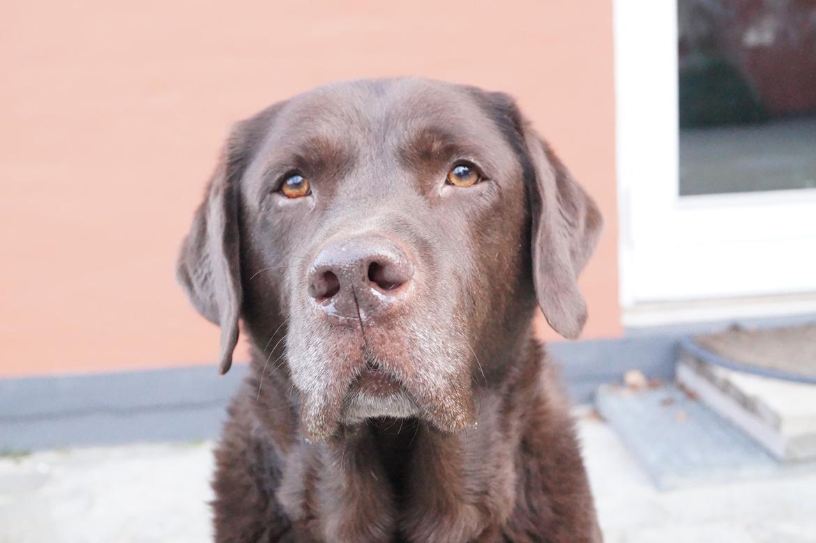 Labrador retriever Louie - Marts 2015 billede 38