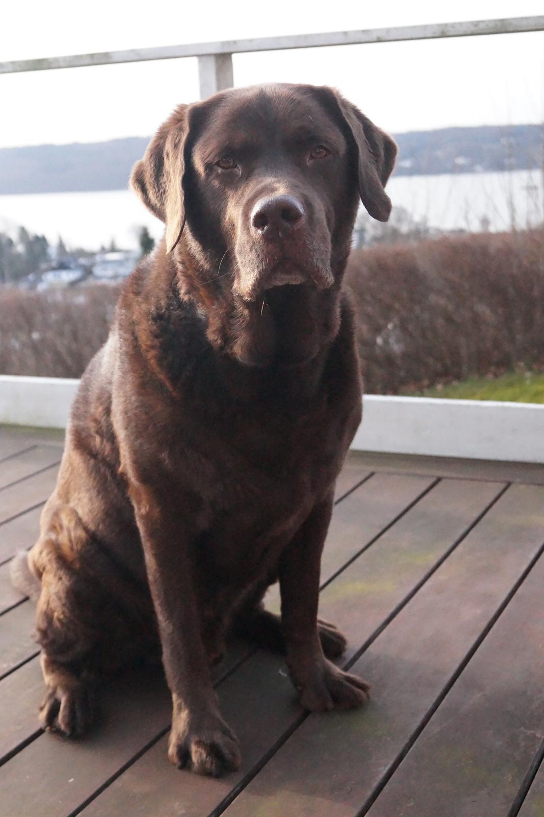 Labrador retriever Louie - Marts 2015 billede 42