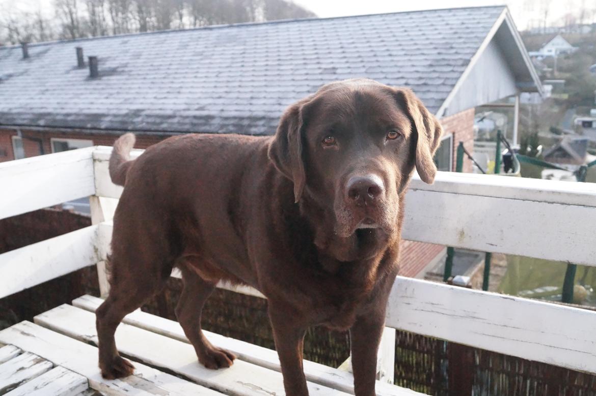 Labrador retriever Louie - Marts 2015 billede 41