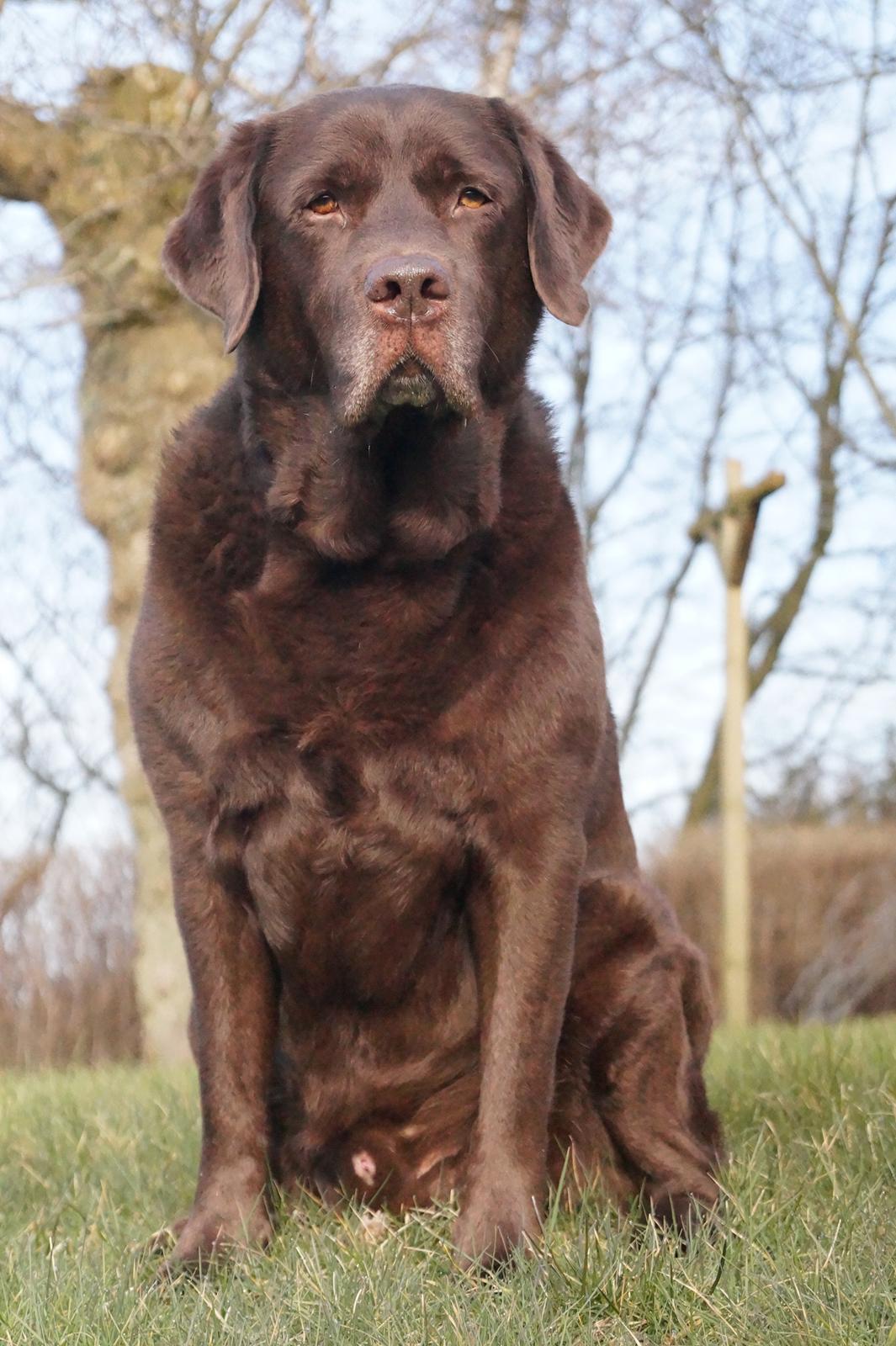 Labrador retriever Louie - Marts 2015 billede 44