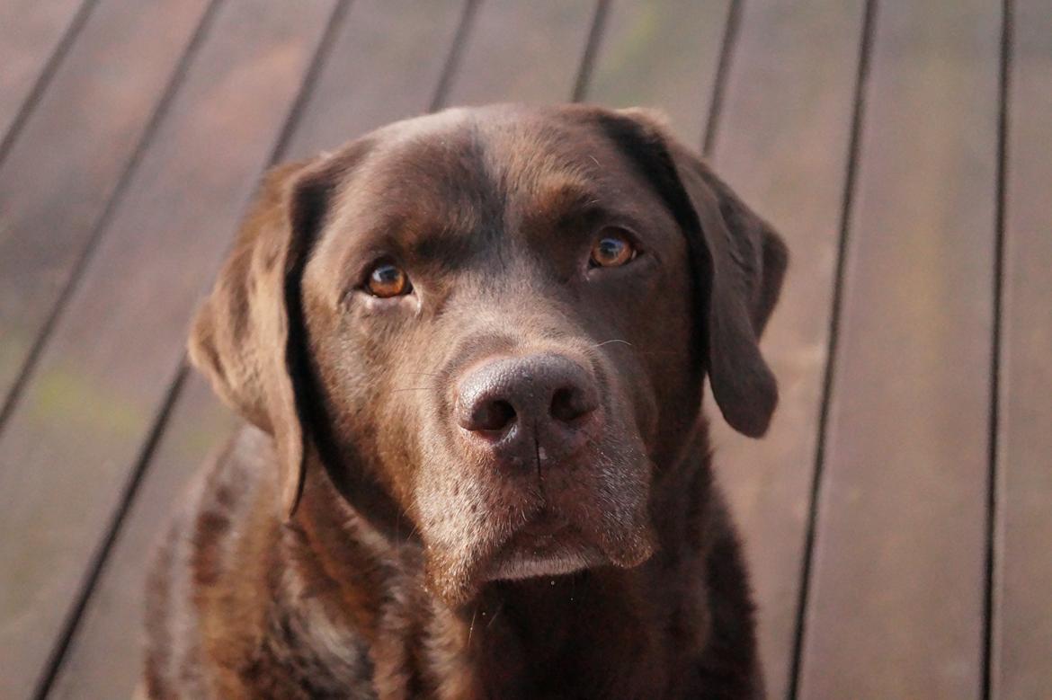 Labrador retriever Louie - Marts 2015 billede 43