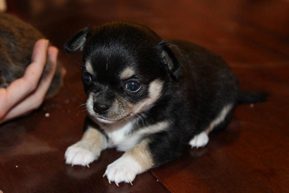 Chihuahua  holmbechs Just Viola (Viola) billede 30