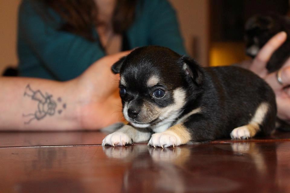 Chihuahua  holmbechs Just Viola (Viola) billede 24