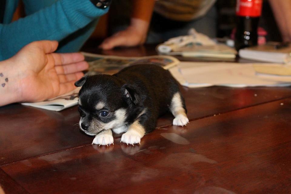 Chihuahua  holmbechs Just Viola (Viola) billede 34