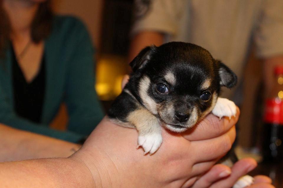 Chihuahua  holmbechs Just Viola (Viola) billede 31