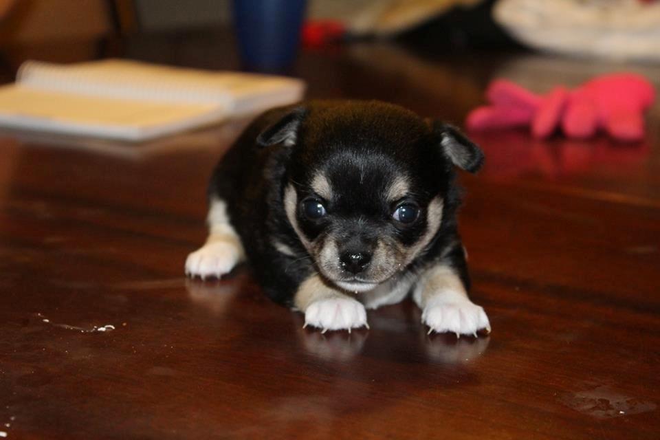 Chihuahua  holmbechs Just Viola (Viola) billede 20