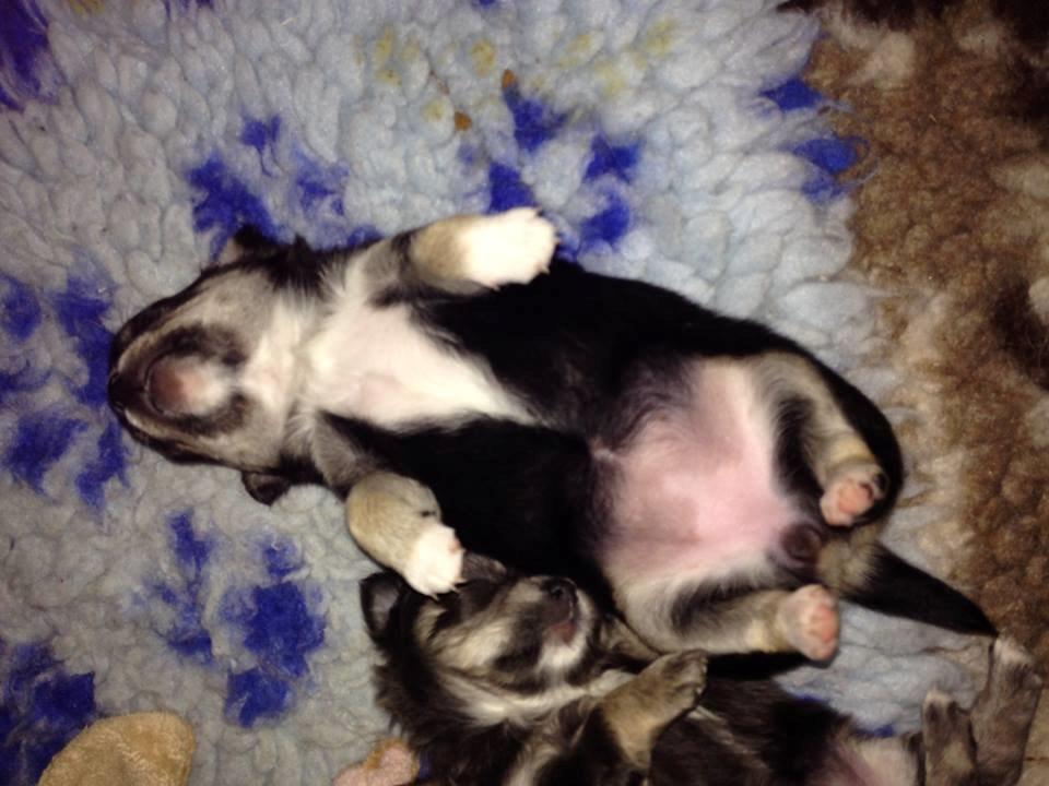 Chihuahua  holmbechs Just Viola (Viola) - omkring 4 uger billede 36