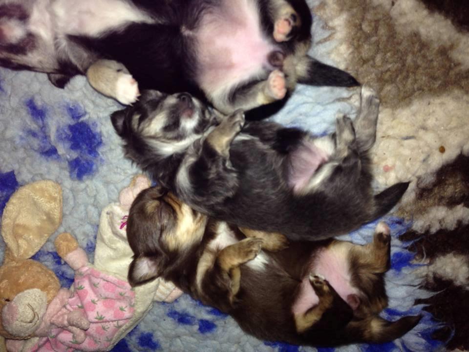 Chihuahua  holmbechs Just Viola (Viola) - omkring 4 uger <3 billede 26