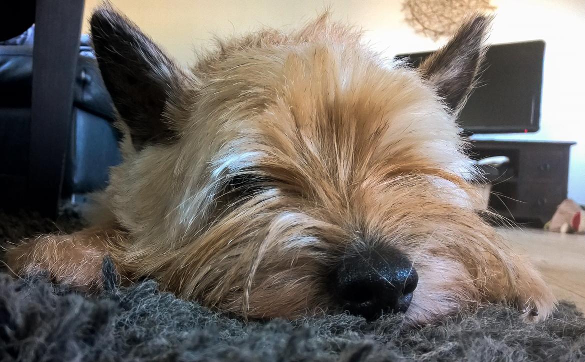 Cairn terrier Ebbe billede 42