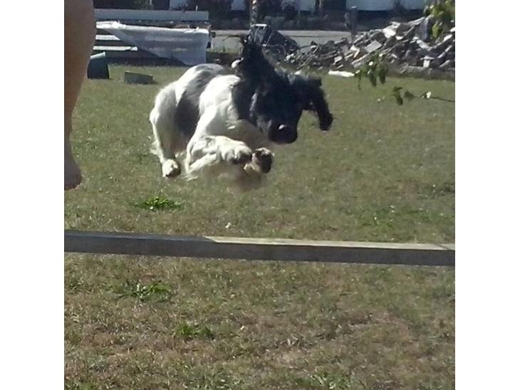 Engelsk springer spaniel Kato billede 1