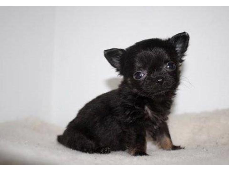 Chihuahua Rosa - Rosa 7 uger billede 1