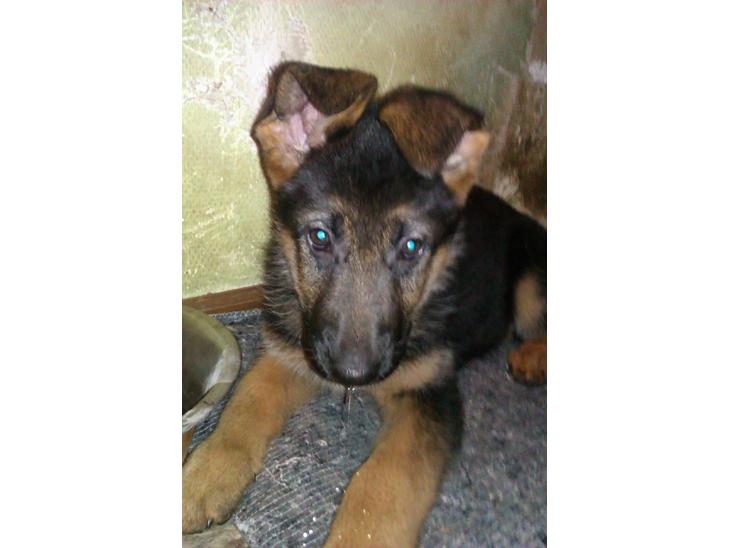 Schæferhund Oline(Tidl. Hund) billede 1