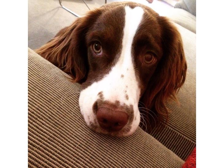 Field Trial Springer Spaniel Zigge! billede 0