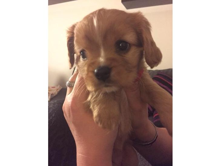 Cavalier king charles spaniel Fie - Fie 5 en halv uge gammel :-) billede 1