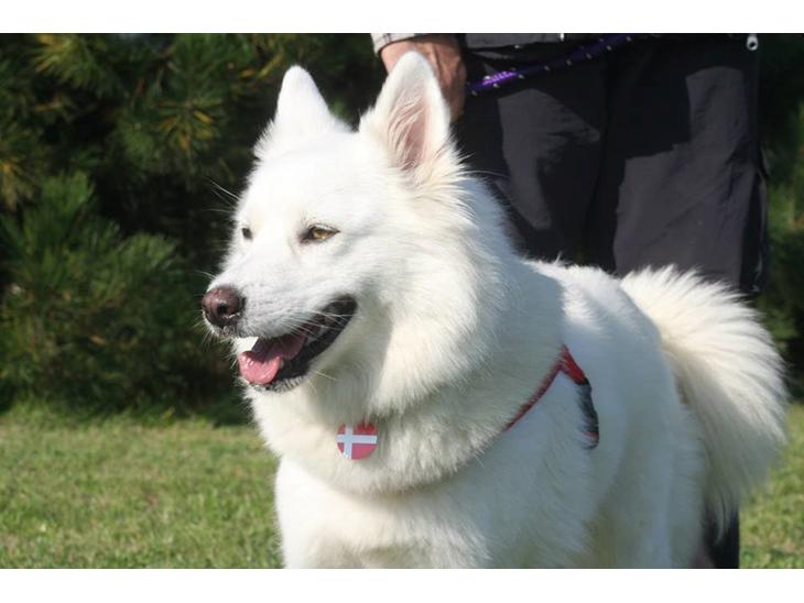 {{currentPhoto.altText}} billede {{currentPhoto.number}}