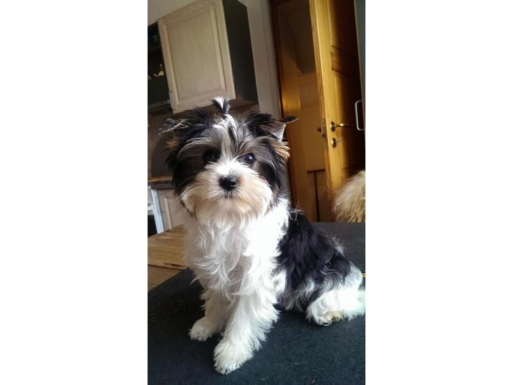 Biewer yorkshire terrier Aischa - Lige ankommet til mit nye hjem billede 1