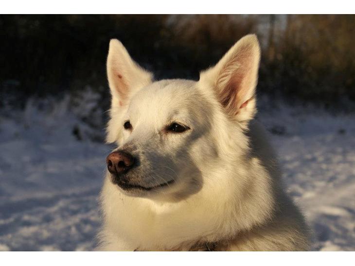 Dansk Spids Luna billede 1
