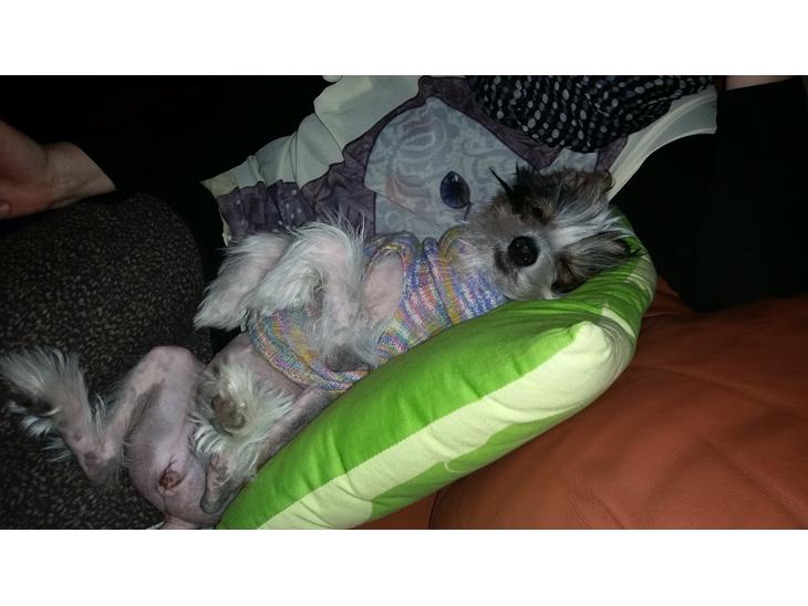 {{currentPhoto.altText}} billede {{currentPhoto.number}}