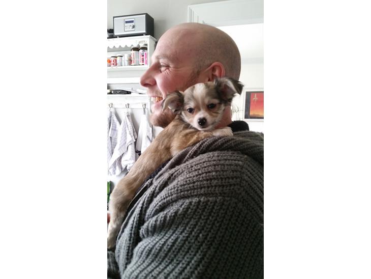 Chihuahua Arthur billede 1