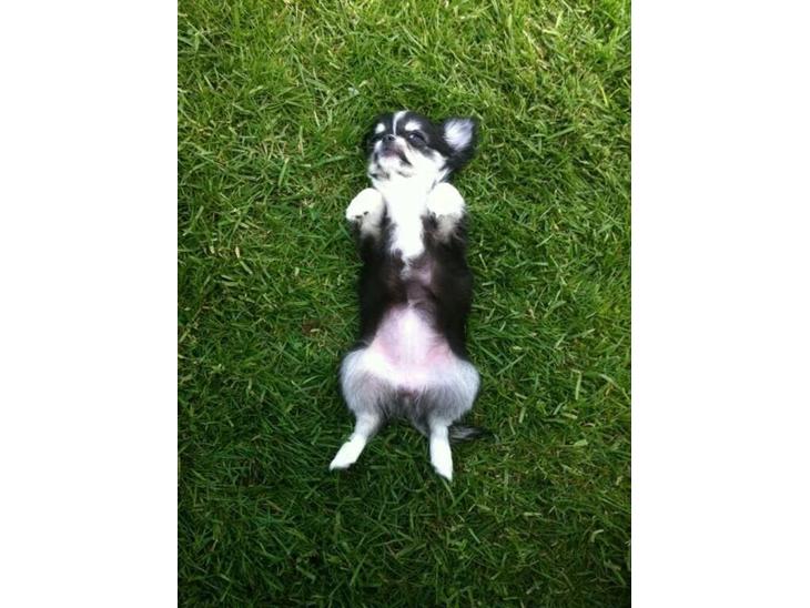 Chihuahua Tiny Star Dinka billede 1