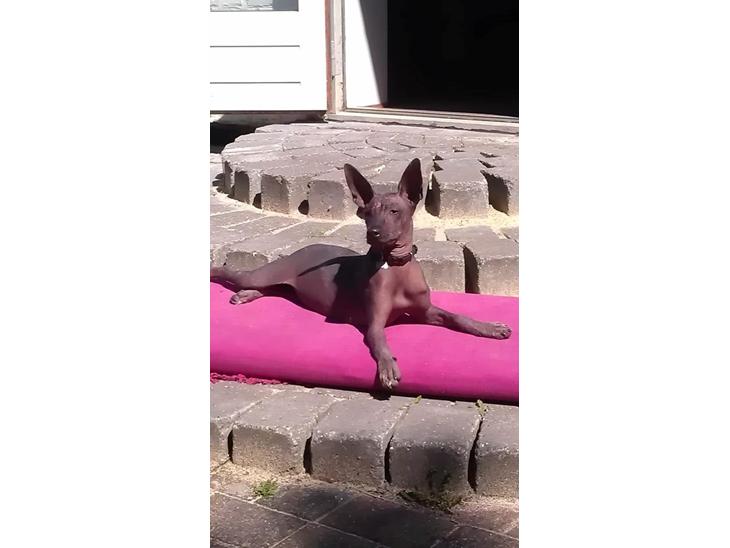 Xoloitzcuintle Tamal billede 1