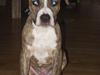 Amerikansk staffordshire terrier Bianco