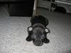Staffordshire bull terrier Chico