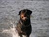 Rottweiler Febæk´s Xanthos