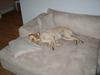 Labrador retriever Berta