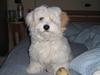 Coton de tulear Ludvig 