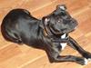 Staffordshire bull terrier Anton