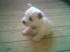 West highland white terrier shantie