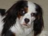 Blanding af racer Mollie R.I.P.