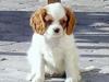 Cavalier king charles spaniel Birkedal´s TRILLE