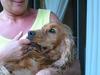 Cocker spaniel Bongo