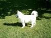 Samojedhund Igglo