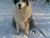 Australian shepherd Alve [ Himmelhund]