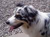 Australian shepherd Sasja 