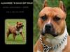 Amerikansk staffordshire terrier Alvarez`s man o war "Gott