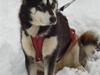 Alaskan malamute Akeela
