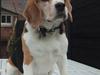 Beagle Honey