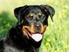 Rottweiler *Nala*  R.I.P.