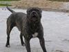 Amerikansk staffordshire terrier Banzai den bedste