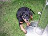 Rottweiler Nana