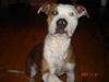 Amerikansk staffordshire terrier Kida(Desværre bortkommet)